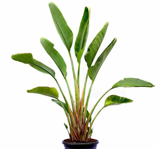 Strelitzia augusta ou strelitzia alba (oiseaux du paradis géant) pot 65l - plusieurs pieds - 150/175cmcm