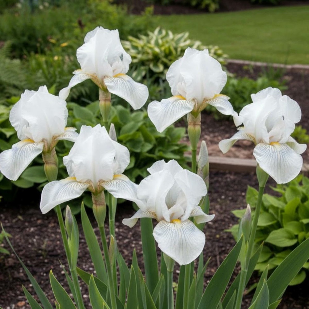 Iris des jardins cutie godet - 5/20 cm