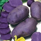 10 pommes de terre bleue d'artois ® - bleue de la manche - 45 - willemse, les 10 plants / ø 28-45mm