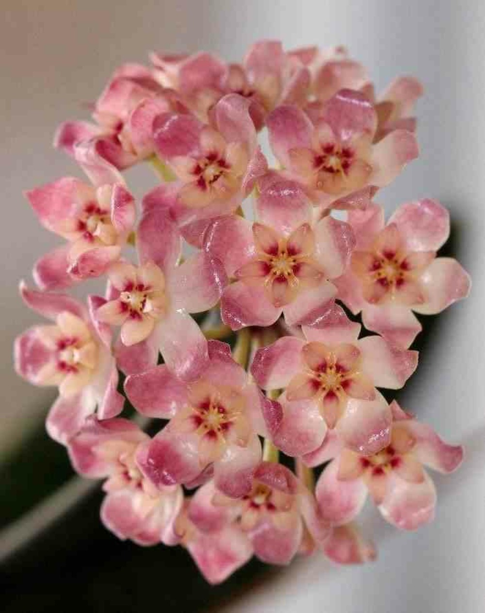 Hoya scortechinii (fleur de porcelaine, fleur de cire) rose - taille pot de 2 litres - 20/40 cm