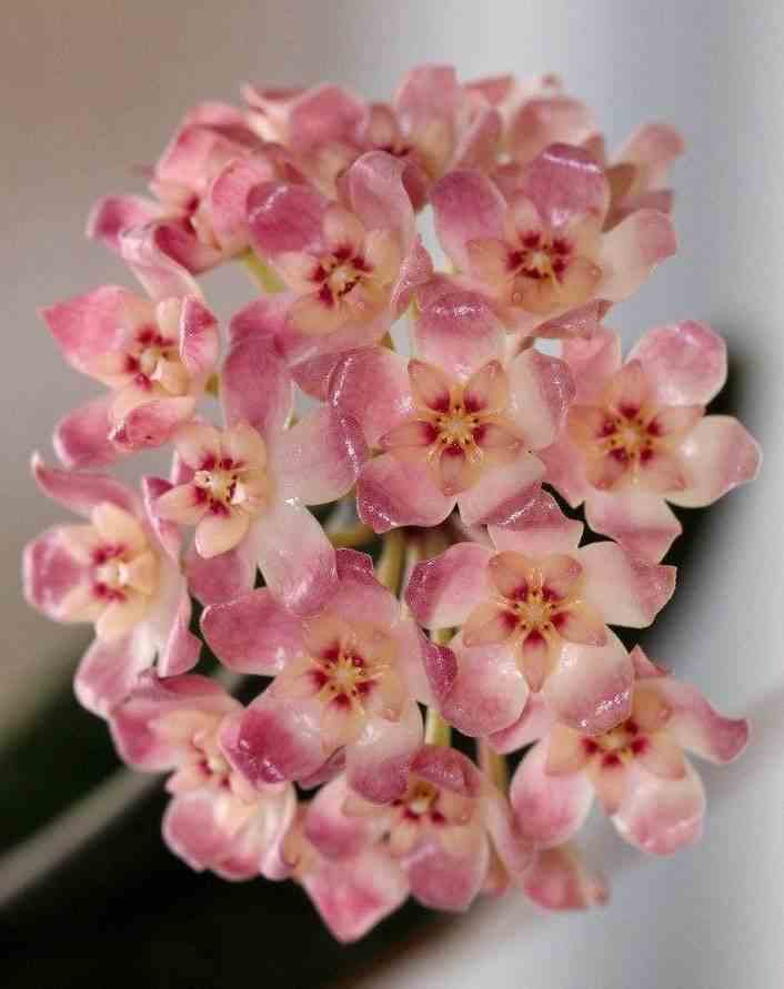 Hoya scortechinii (fleur de porcelaine, fleur de cire)   rose - taille pot de 2 litres - 20/40 cm