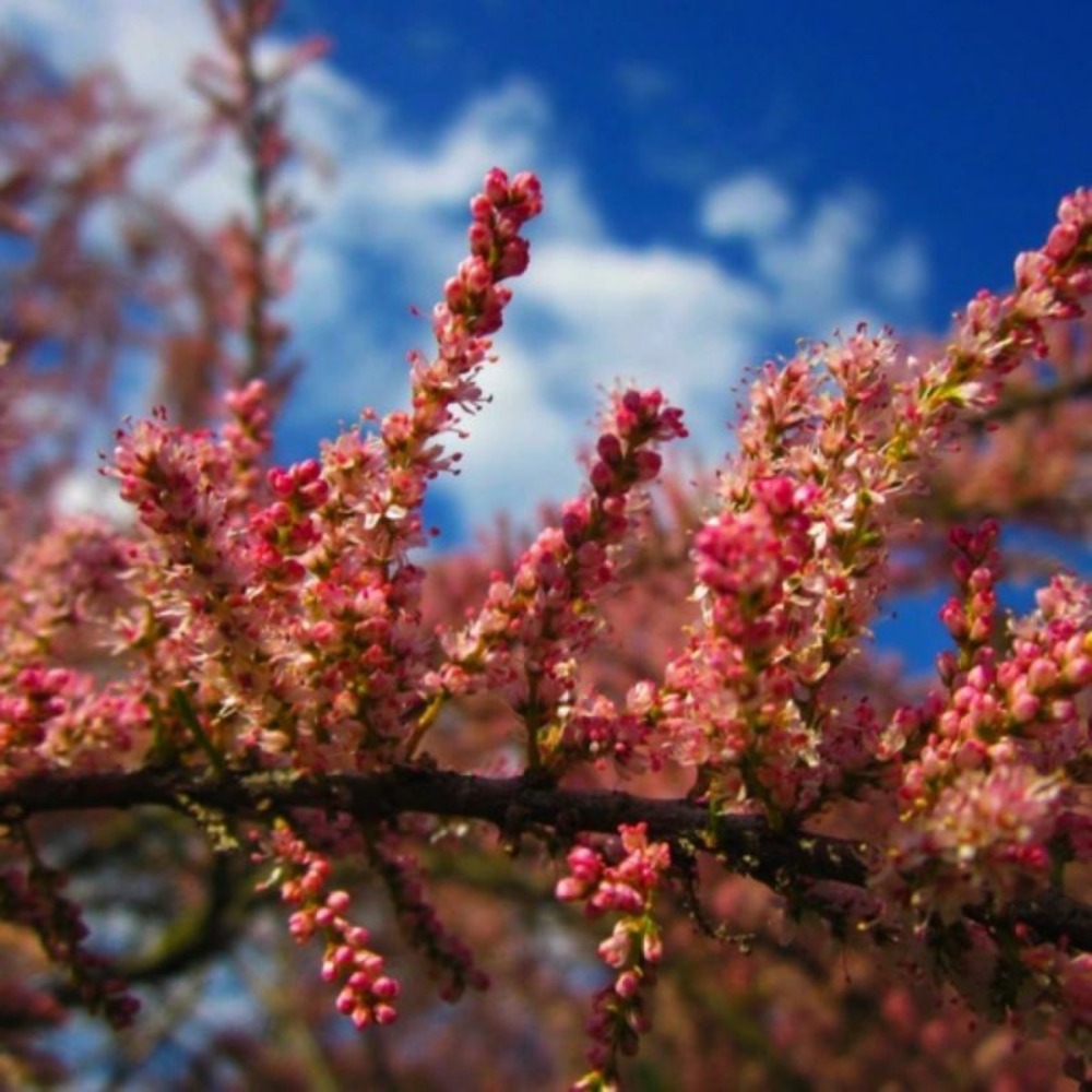 TAMARIS ETE GF H20A40-(766507)