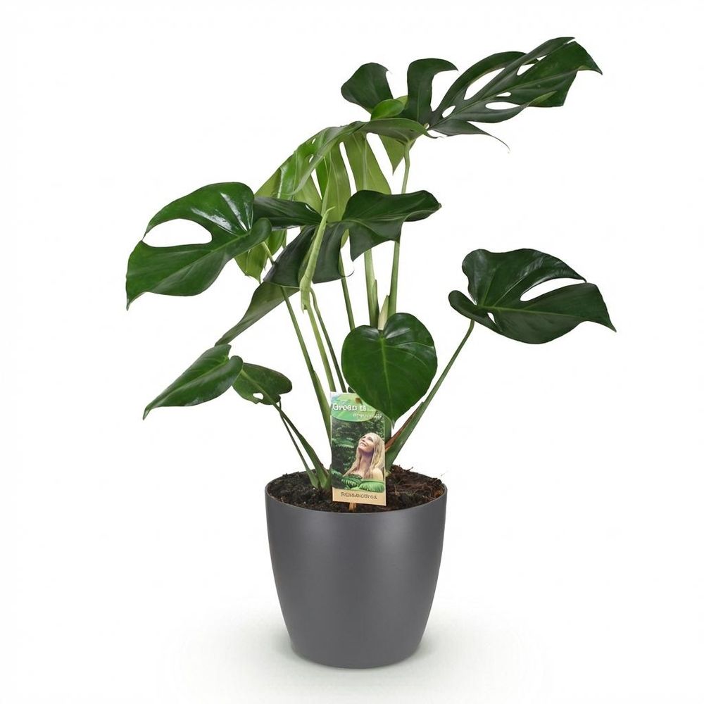 Monstera deliciosa