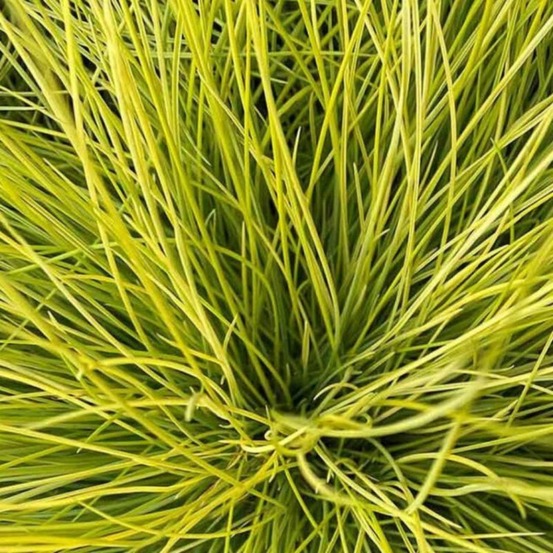 Fétuque bleue amigold - festuca glauca amigold 30/40 cm pot 2l