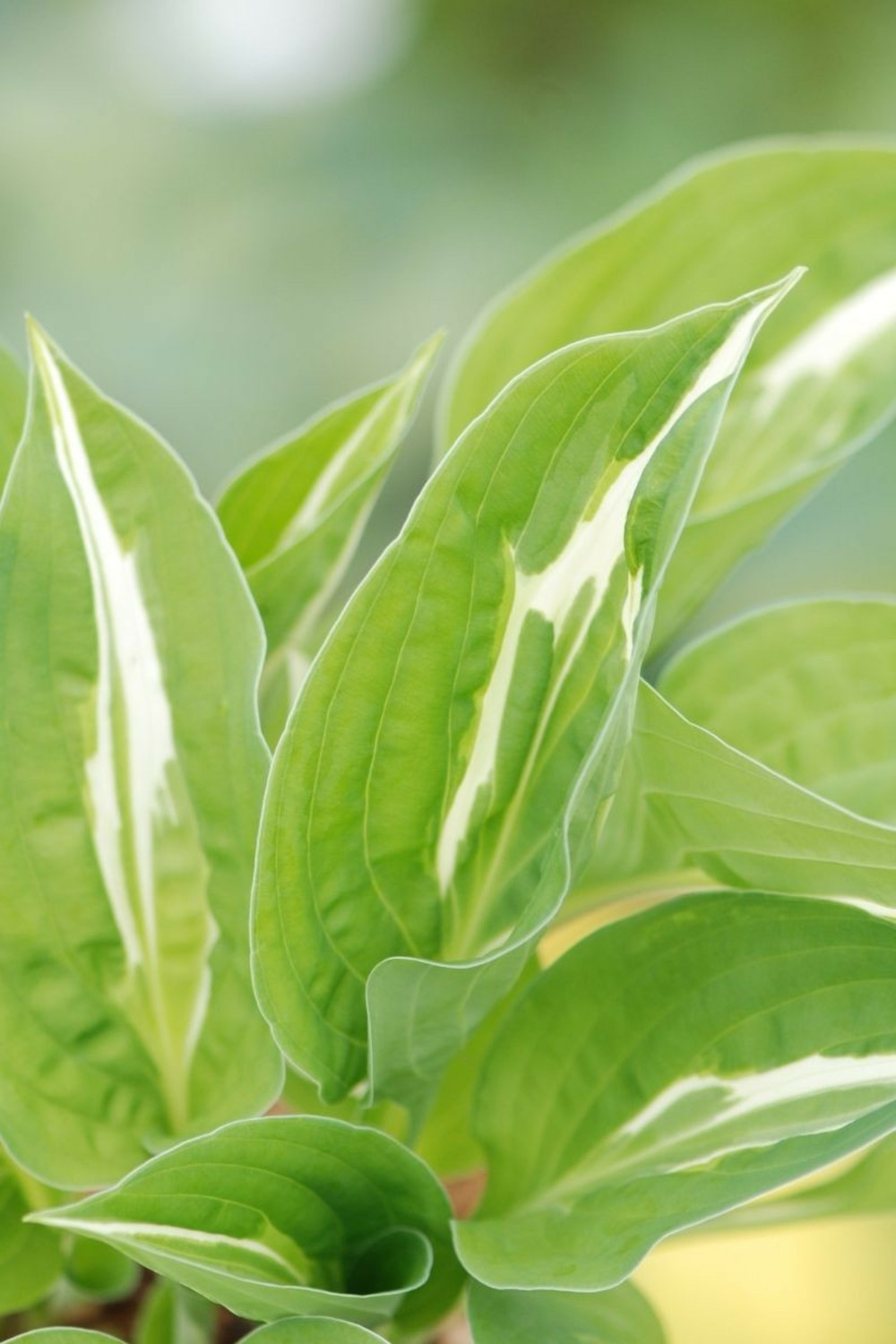 Hosta snake eyes' - en pot de 1,3 litres