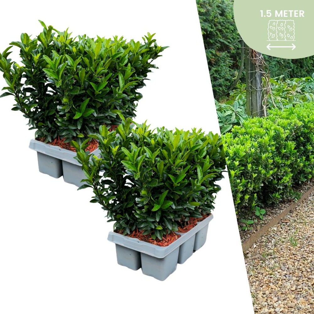 Lot de 12 - 12 fusains 'green spire'