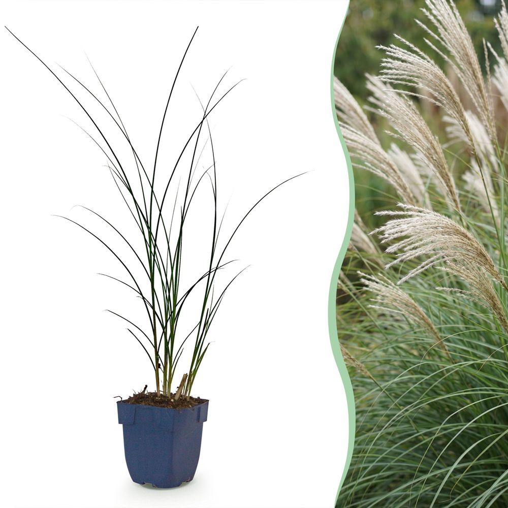 Roseau de chine 'gracillimus' - lot de 12 - pot 11 cm - hauteur 25 cm