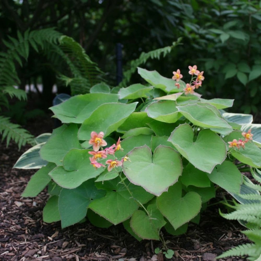 Fleur des elfes warleyense, epimedium lot de 3 godets