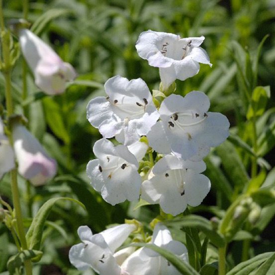 6 x galane 'white bedder' - penstemon 'white bedder' - godet 9cm x 9cm