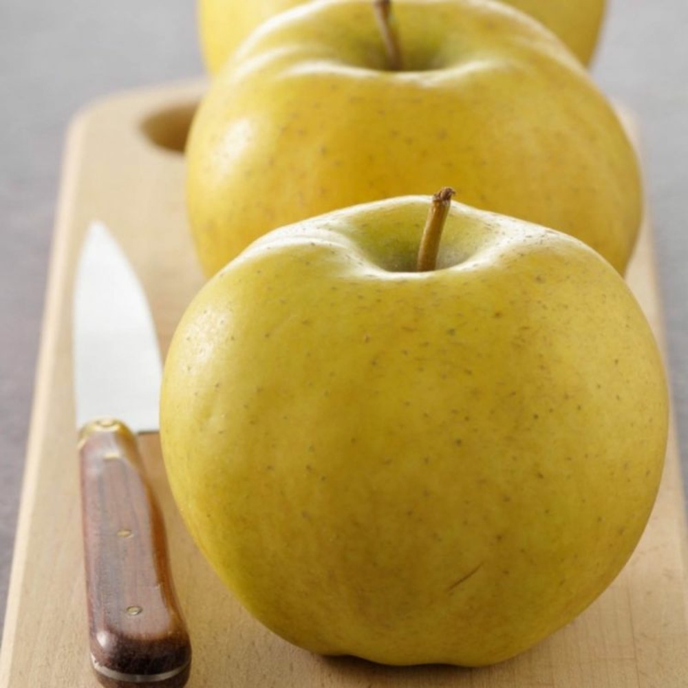 Pommier Chanteclerc Belchard - Scion 100 cm