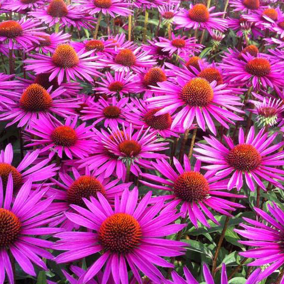 6 x rudbeckia pourpre 'pica bella' - echinacea purpurea 'pica bella' - godet 9cm x 9cm