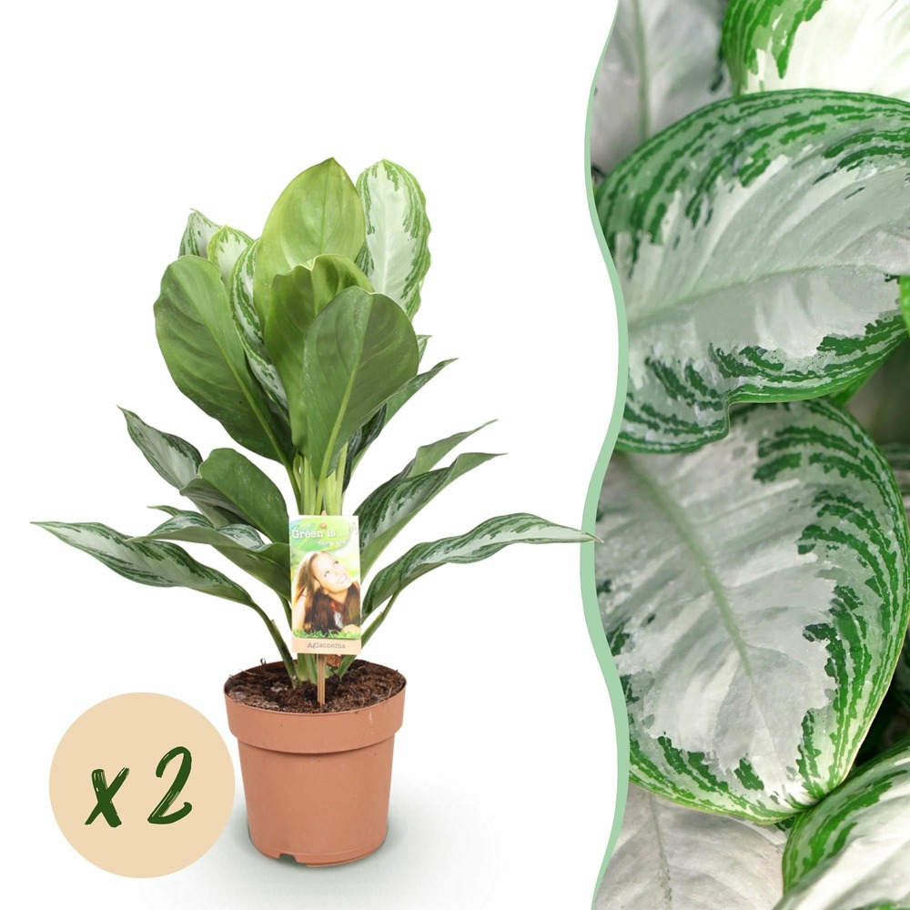 Aglaonema silver bay – lot de 2 – pot 17 cm – hauteur 70 cm