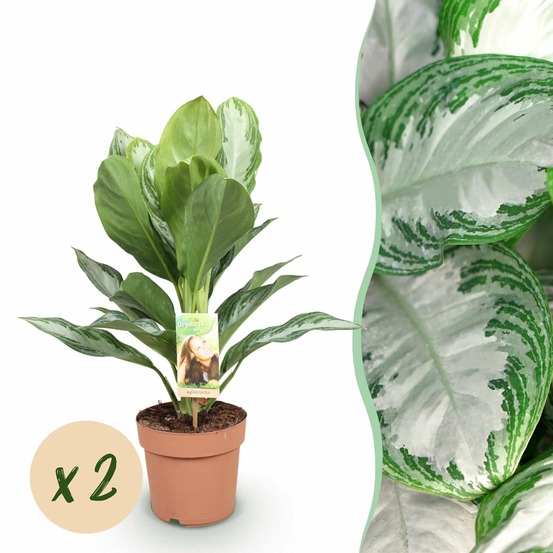 Aglaonema silver bay – lot de 2 – pot 17 cm – hauteur 70 cm