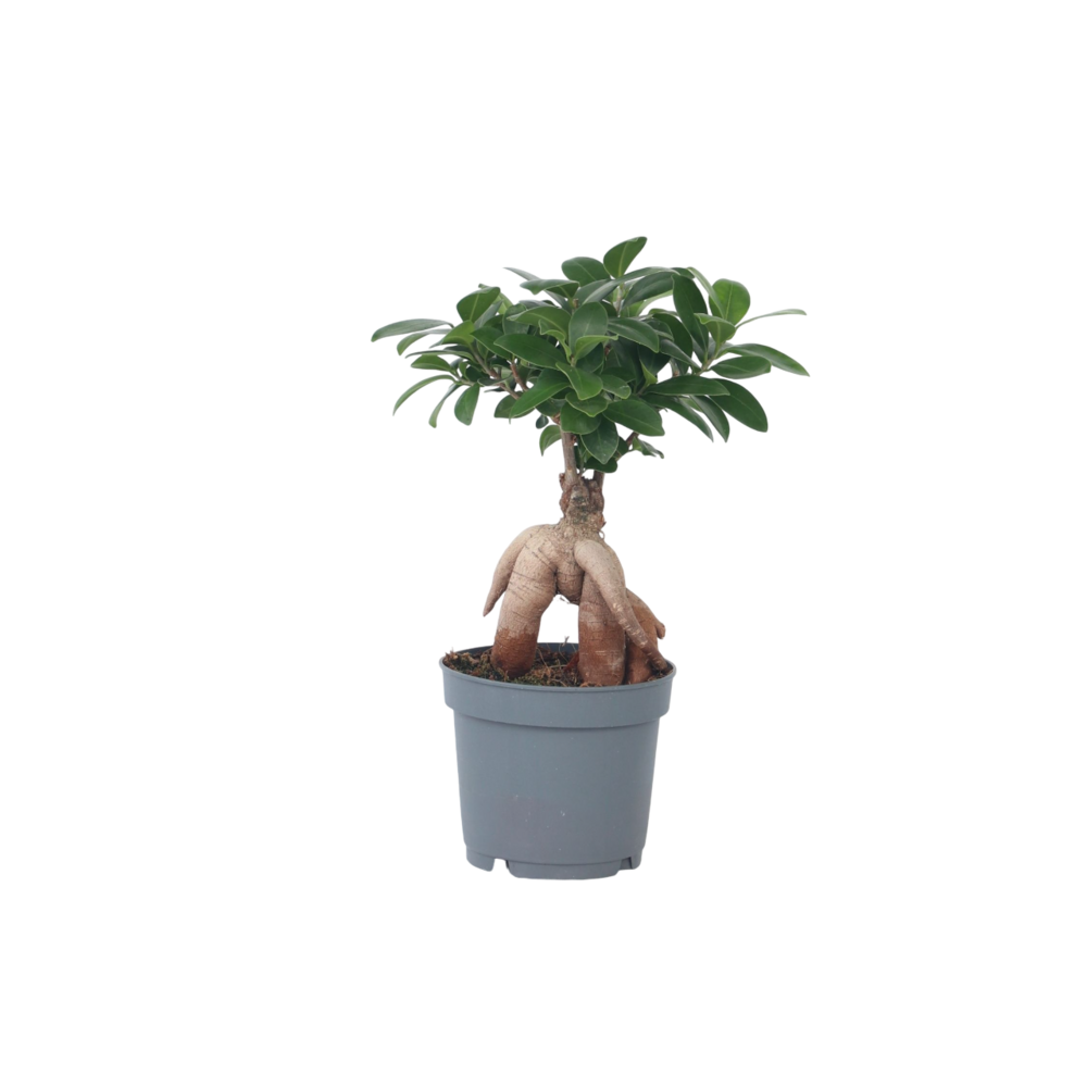 Bonsaï - ficus microcarpa - hauteur 30-40cm - ⌀12cm