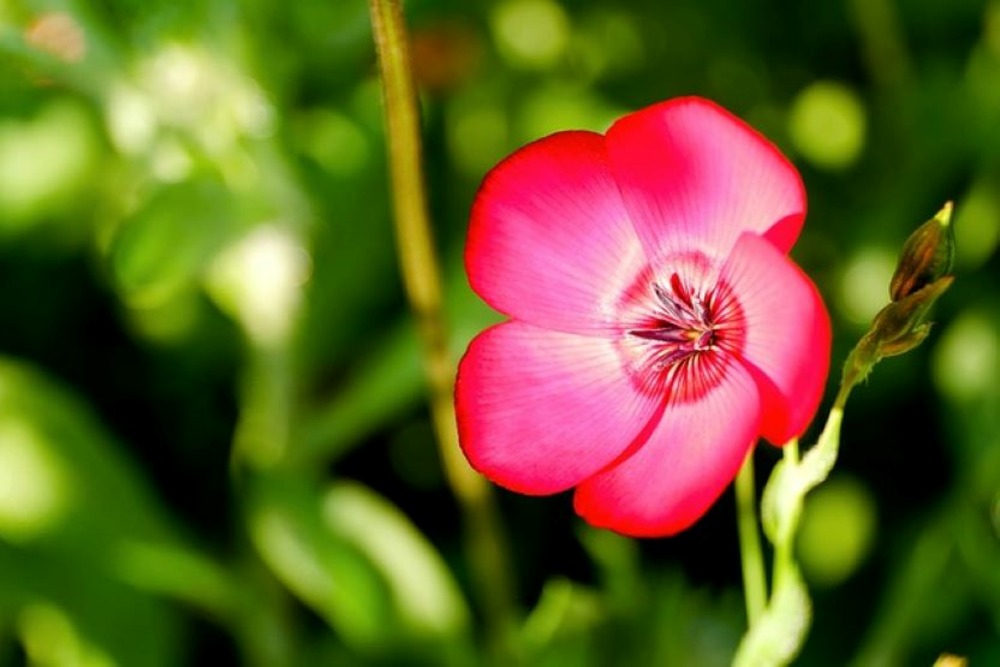 Sachet de graines de lin charmer en mélange - sachet de 0,5 gramme - petite entreprise française