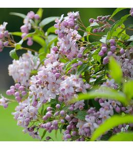 Deutzia 'mont rose' godet de 8/9 cm