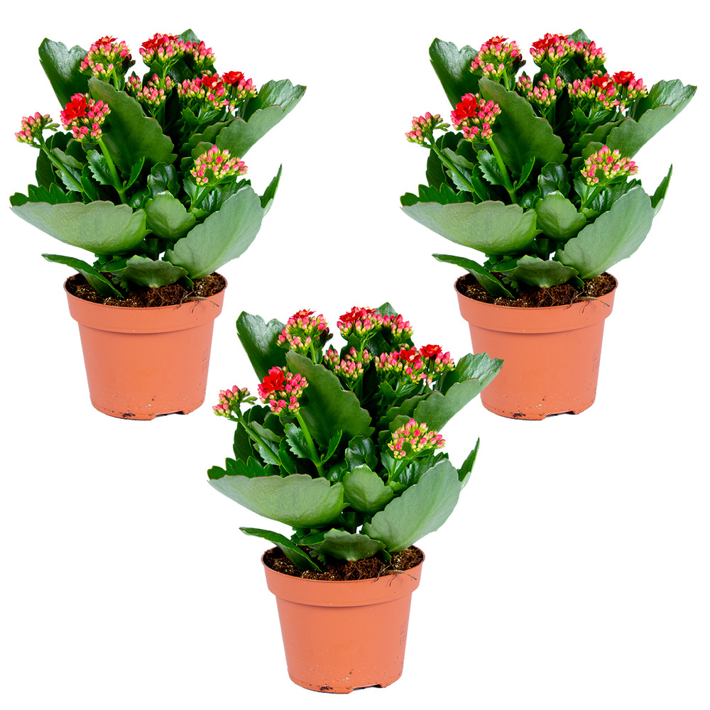 Lot de 3 - kalanchoé - fleurs rouges - plante d'extérieur et d'intérieur - h. 15-25 cm - p. 12 cm