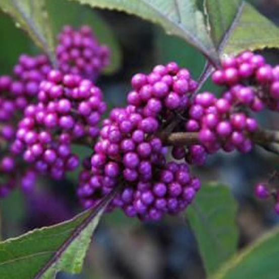 Arbuste aux bonbons 'profusion' - callicarpa bodinieri 'profusion' - 60-80 cm pot