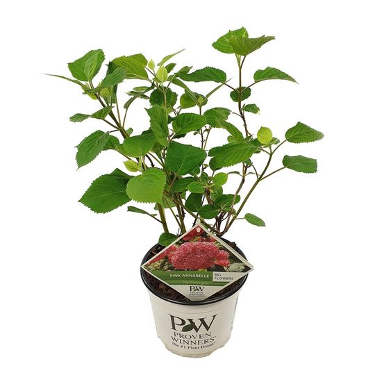 Hydrangea arbo. 'rose annabelle' - arbre et arbuste - h30 cm - ø19 cm