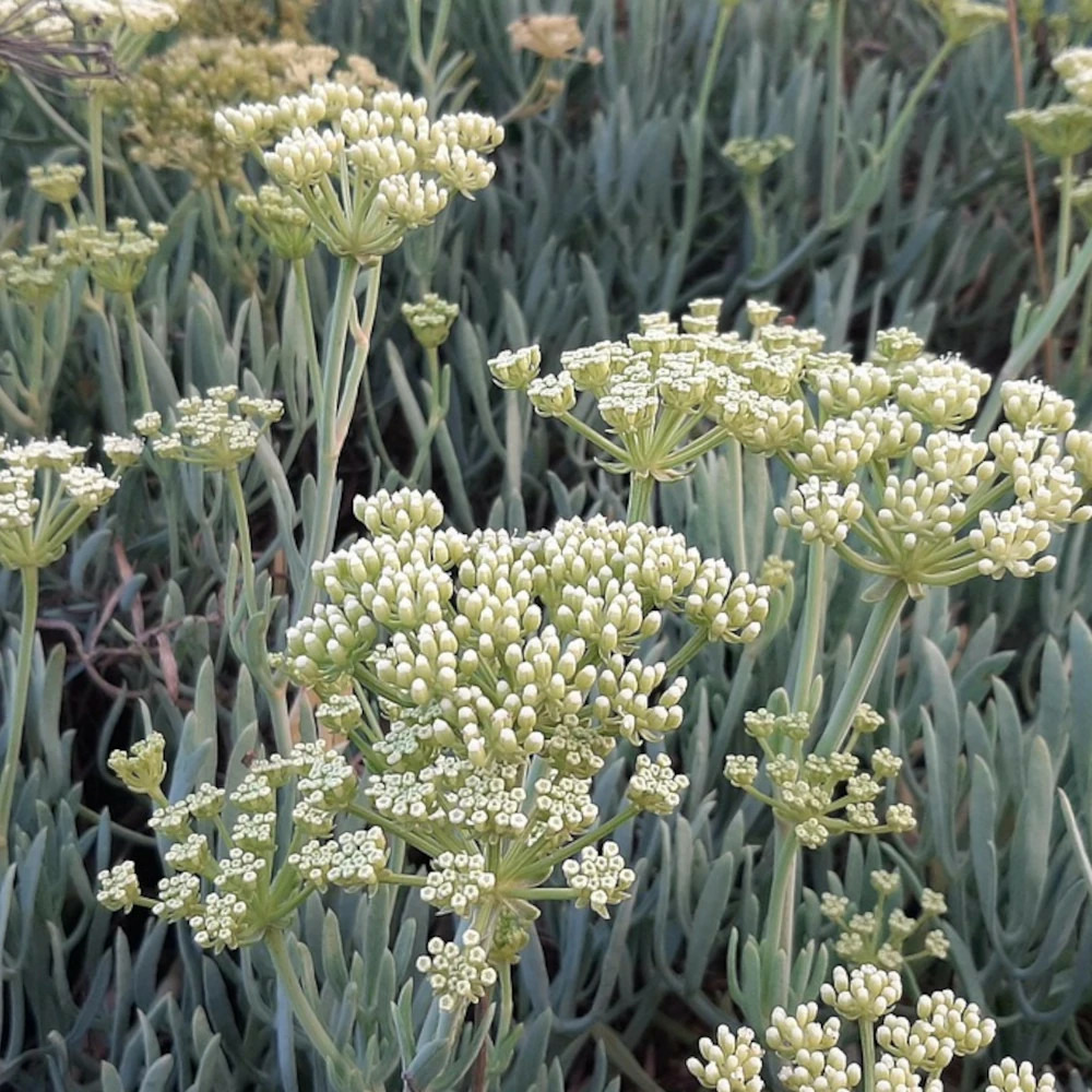 Criste marine - sans traitement lot de 5 godets