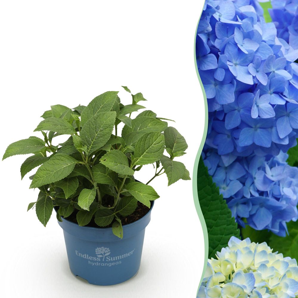 Hortensia endless summer the original - h 20-25 cm, pot ø14 cm