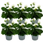 Géraniums debout - pelargonium zonale - pot 12cm - set de 6 plantes - blanc