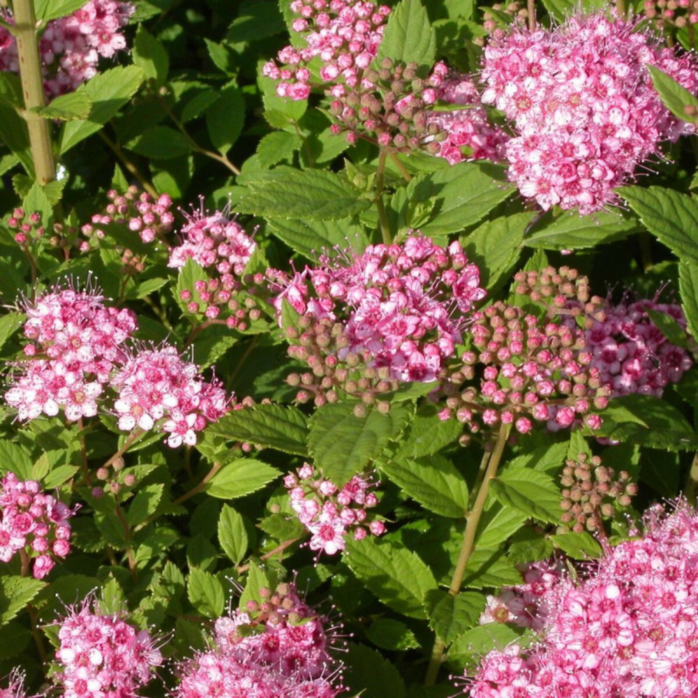 Spirée du japon little princesse, spiraea pot de 3l - 20/40 cm