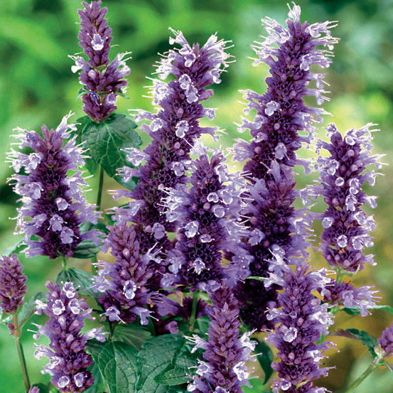 6 x agastache à odeur de fenouil 'black adder' - agastache 'black adder' - godet 9cm x 9cm