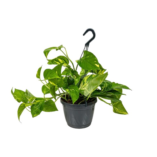 Pothos suspendus - epipremnum aureum - ↕ 30-40 cm - ⌀ 21 cm - plante d'intérieur