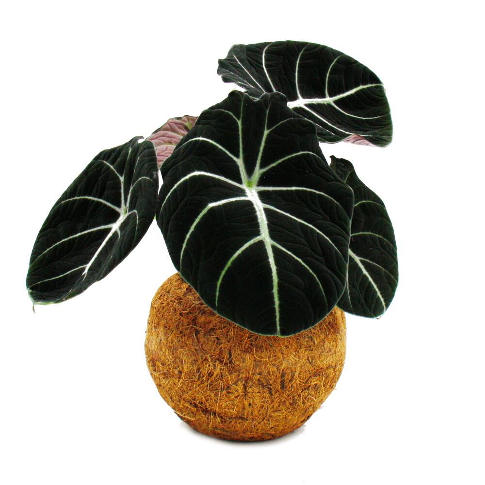 Kokodama - alocasia reginula black velvet - feuille de flèche - en pot kokodama - env. 15cm