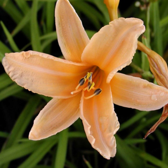 Hémérocalle george cunningham lot de 9 godets