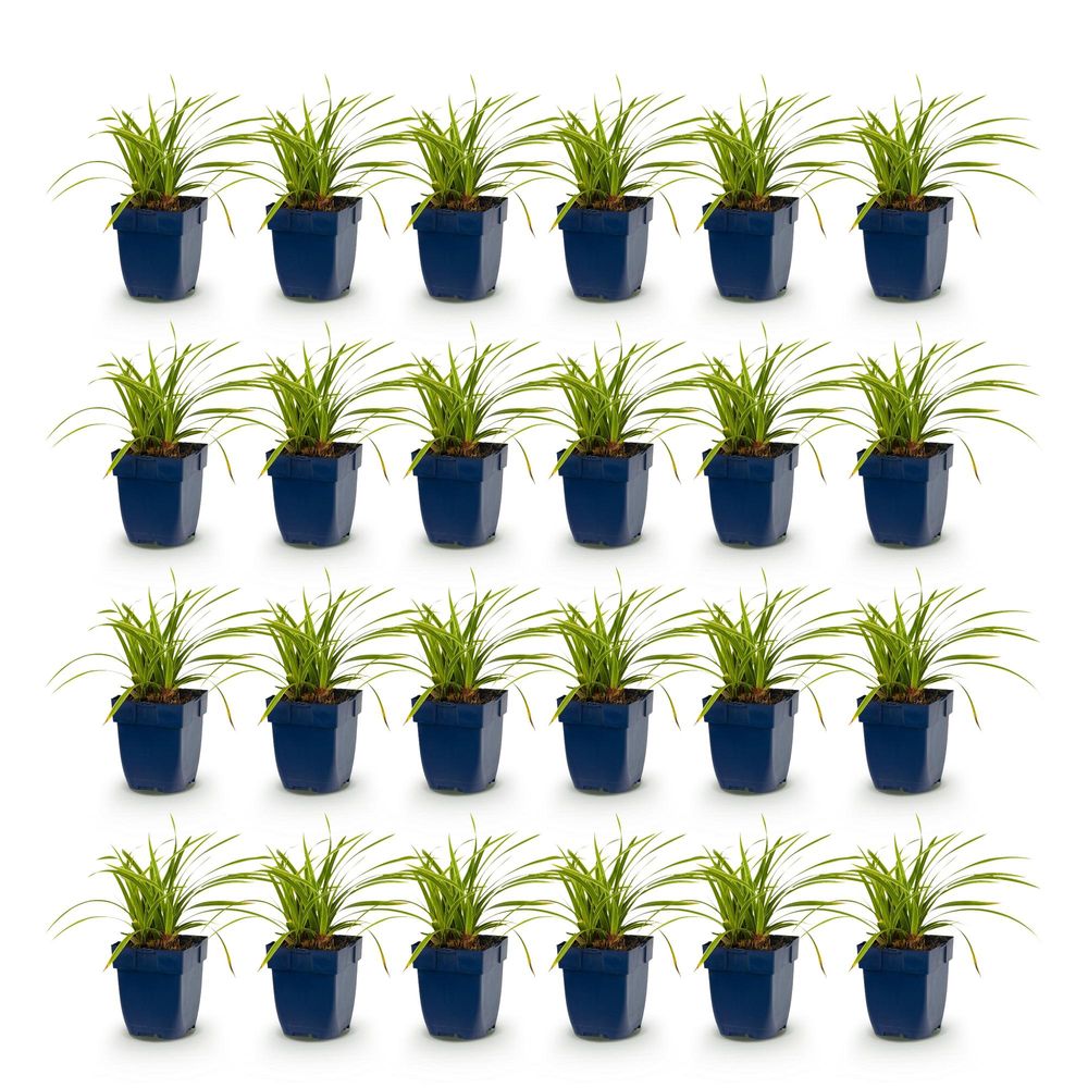 Laîche 'ice dance' - lot de 24 - pot 11 cm - hauteur 25 cm - plante d'extérieur