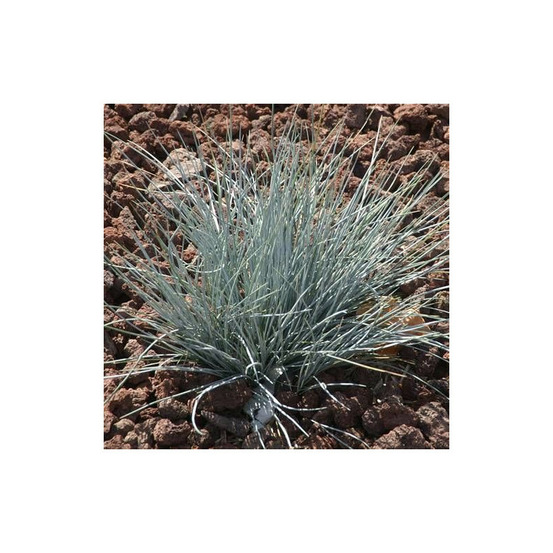 Fétuque bleue uchte lot de 3 godets