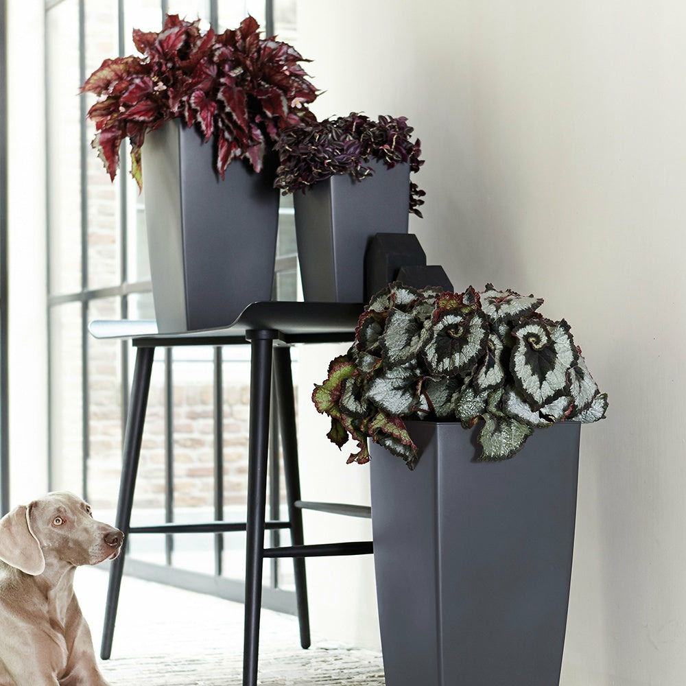 Bégonia evening glow - le pot / ø 12cm / hauteur livrée 25-30cm