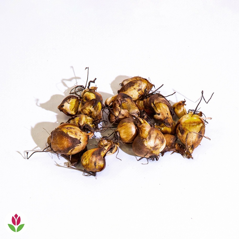 Oeils de paon en mélange, le sachet de 10 bulbes / circonférence 7-9cm