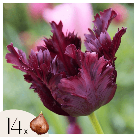 Tulipe - set de 14 - tulipa 'black parrot' - bulbes à fleurs - violet