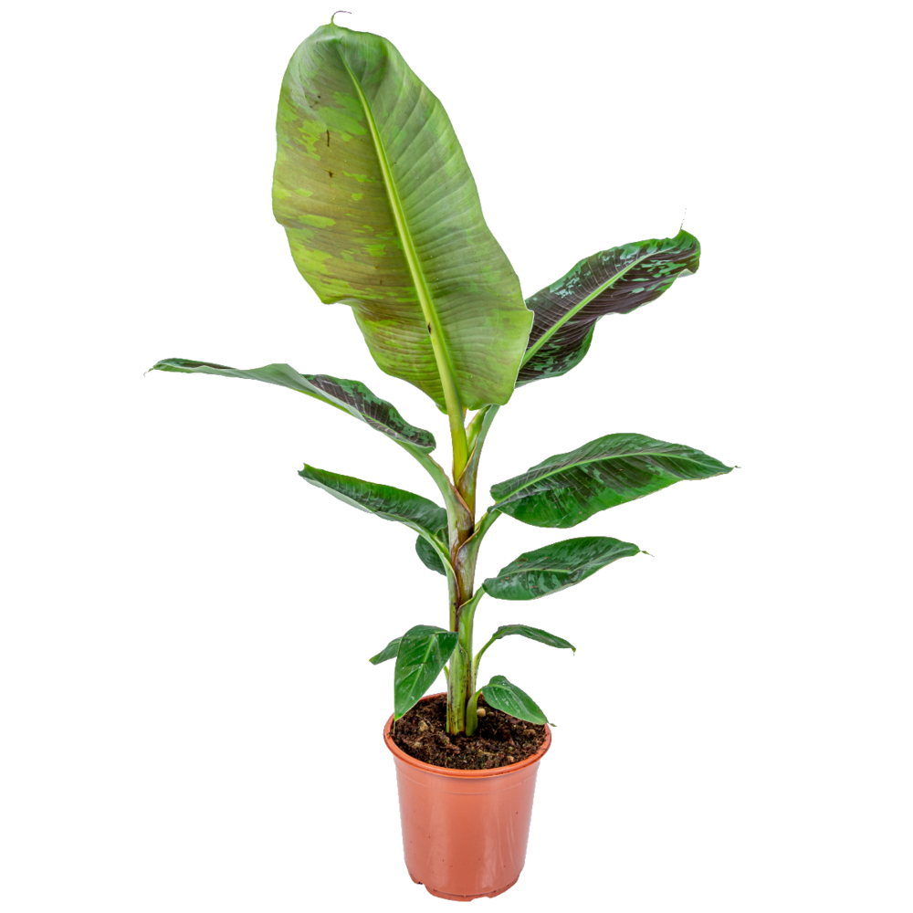 Musa dwarf cavendish - bananier d’intérieur - plante d’intérieur - hauteur 80-100 cm - pot 21 cm