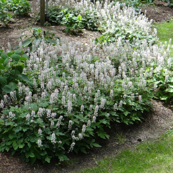 Tiarelle spring symphony® lot de 5 godets