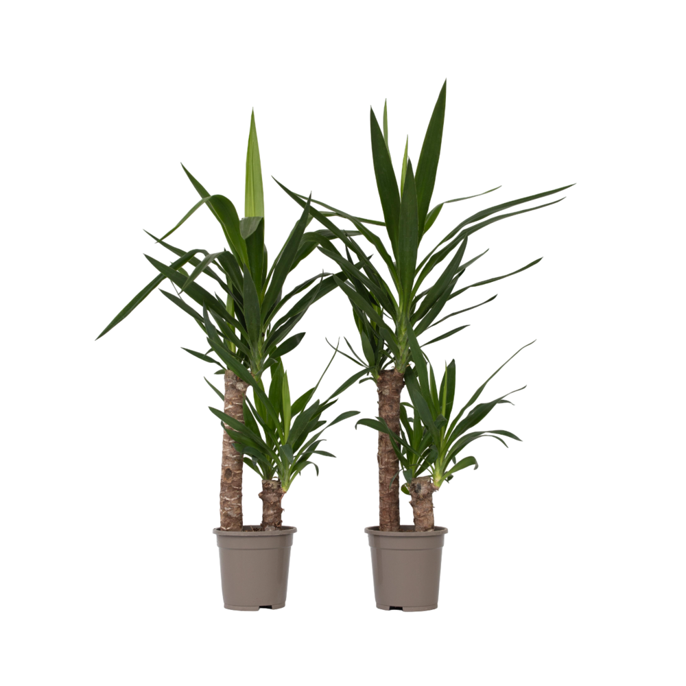 Pied d'éléphant - set de 2 - yucca elephantipes - hauteur 70-80cm - ⌀17cm