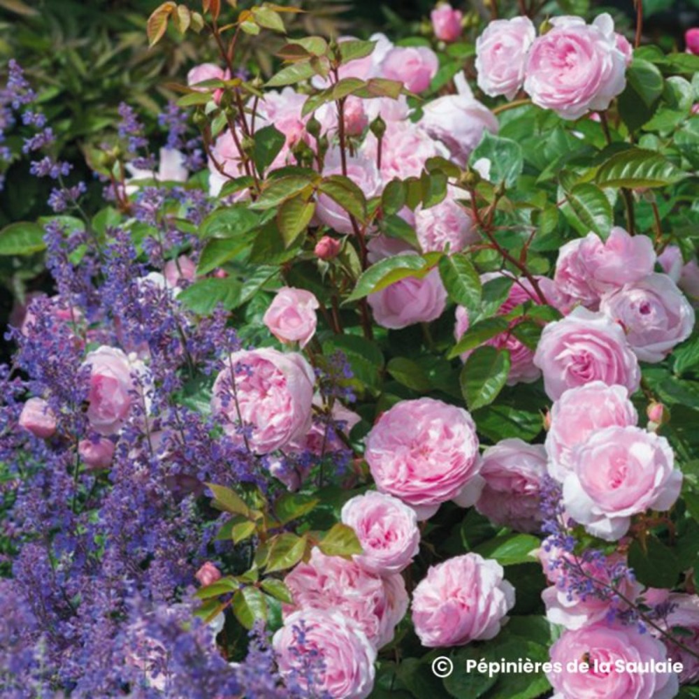 Rosier 'olivia rose austin'