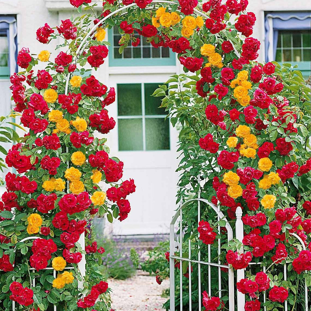 Collection de 2 rosiers grimpants vlammenspel et paul's lemon pillar - le paquet de 2 racines nues / 3+ branches, vendu par lot de 2