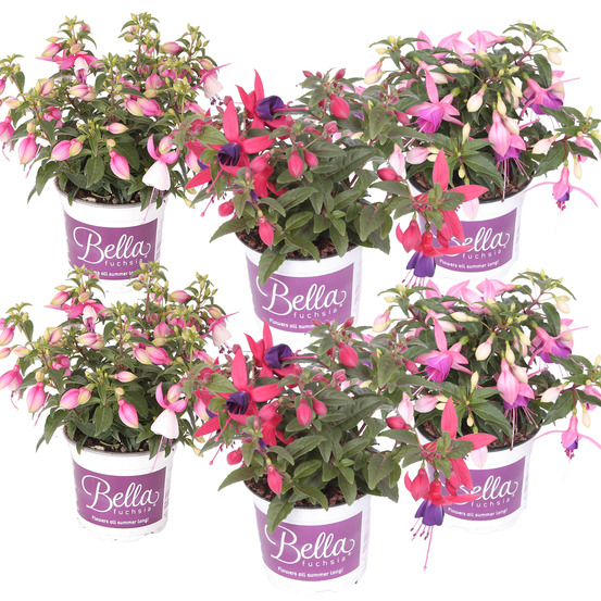 Lot de 6 - fuchsia dressé - plante à clochettes - mélange de couleurs - h. 15-20 cm - p. 10,5 cm