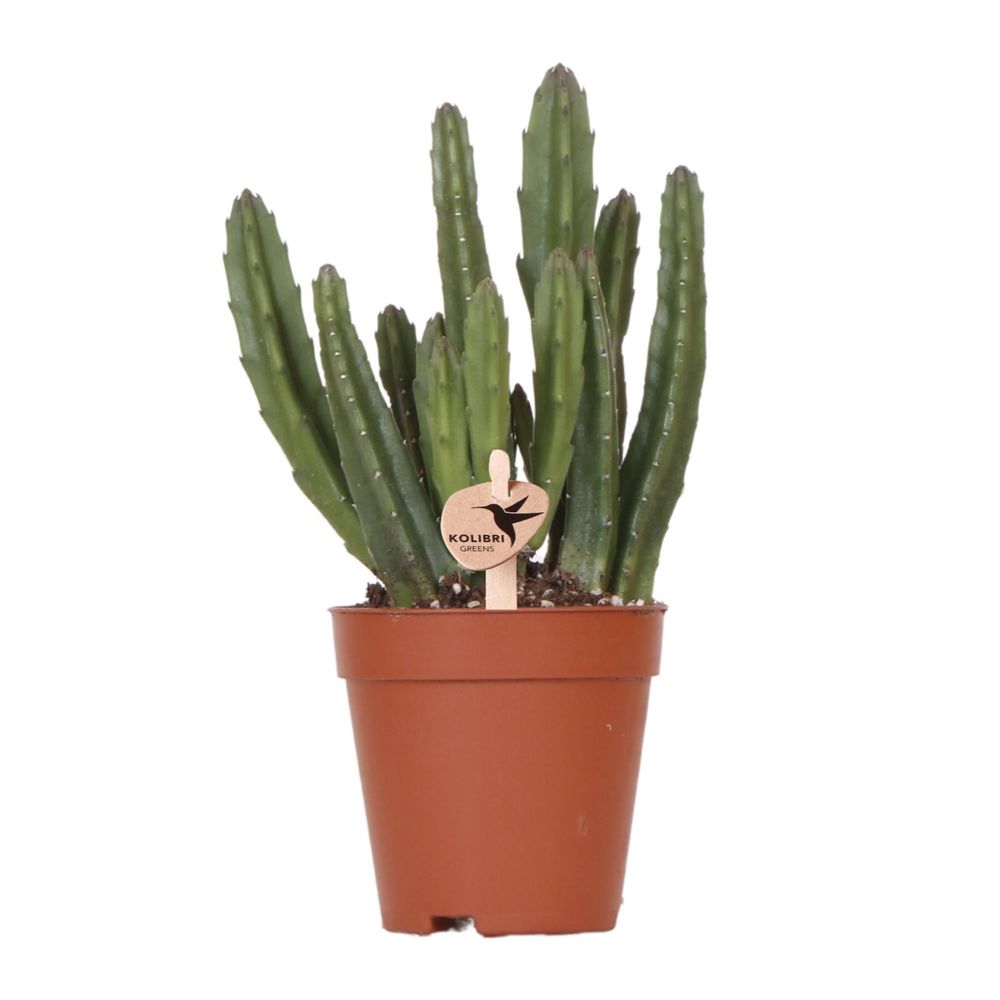 Stapelia - plante verte d'intérieur - pot élégant inclus