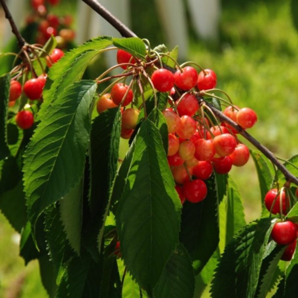 Cerisier bigarreau 'lapins' (prunus avium 'lapins')