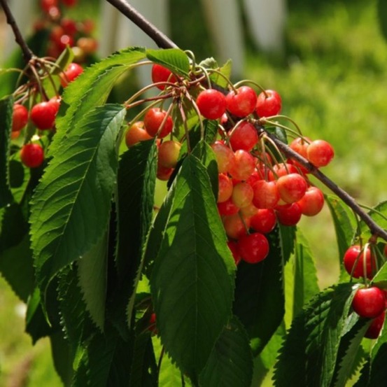 Cerisier bigarreau 'lapins' (prunus avium 'lapins')
