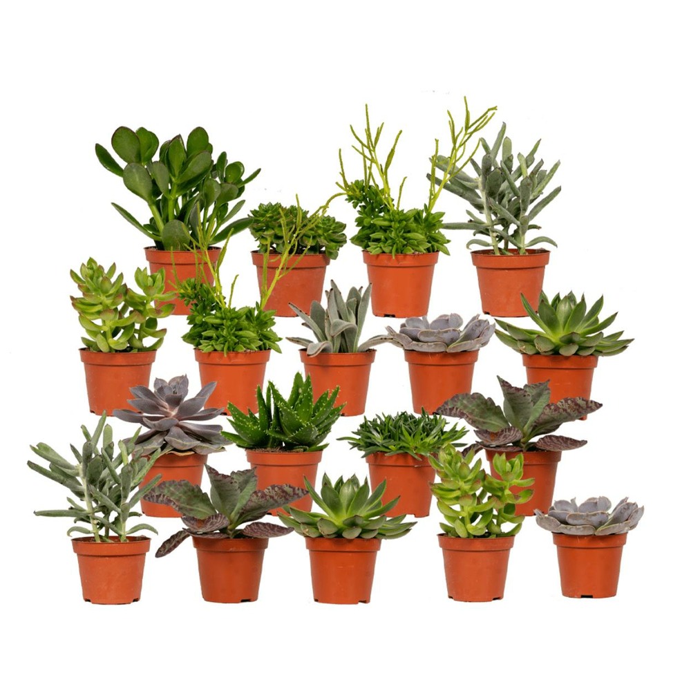 Succulentes, box de 18 plantes - h10cm, ø8,5cm - plantes d'intérieur
