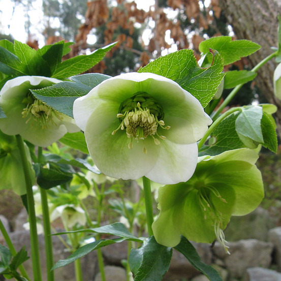 6 x hellébore orientale - helleborus orientalis - godet 9cm x 9cm