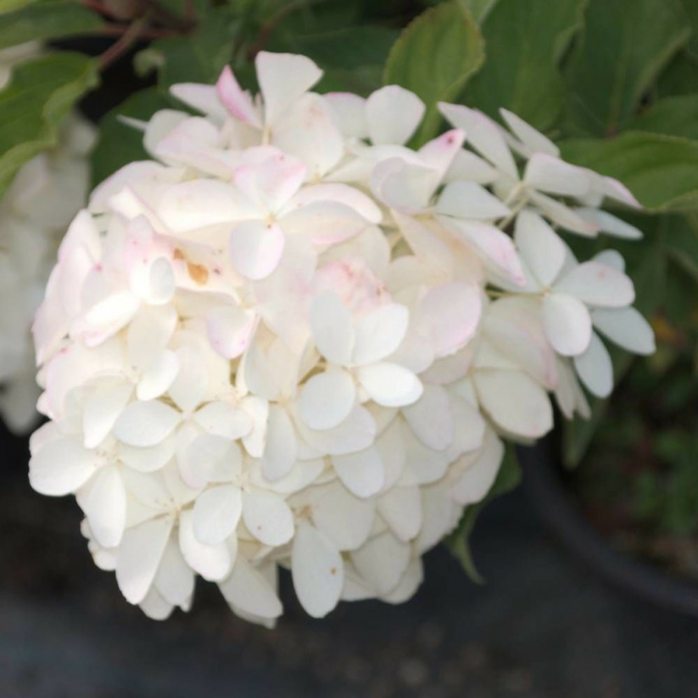 Hortensia paniculata phantom, hydrangea paniculata pot de 4l - 40/60 cm