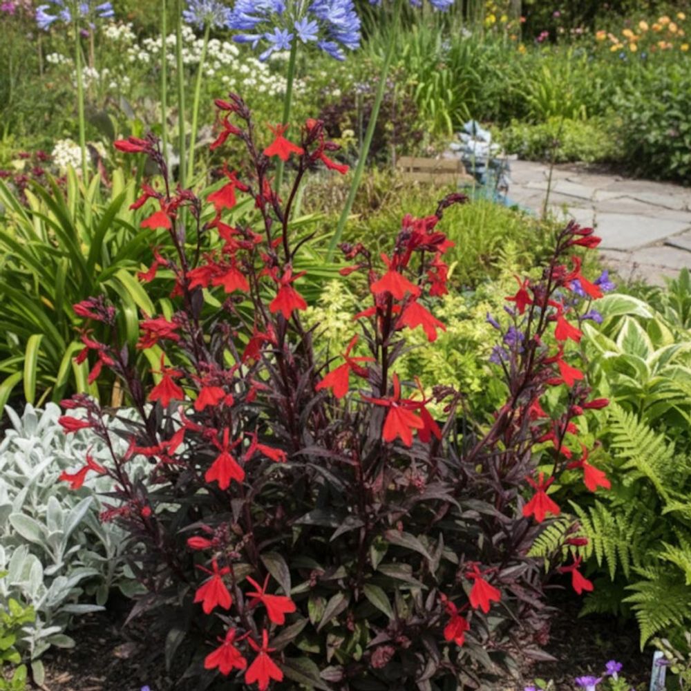 Lobelia elmfeuer lot de 3 godets