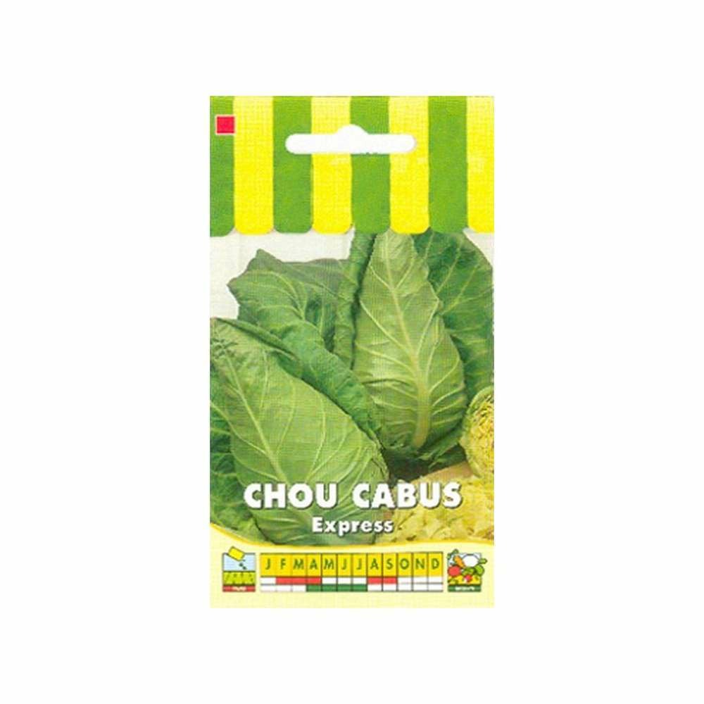 Graines de chou cabus express (pointu)